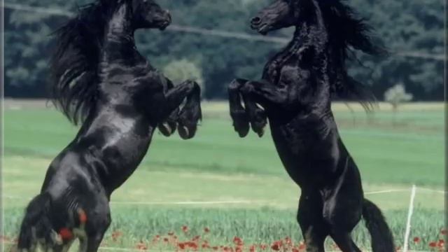 Орловские рысаки ! смотреть онлайн