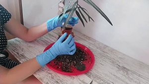 ГРИБ В ЦВЕТОЧНОМ ГОРШКЕ * БРАХИХИТОН ОБРЕЗКА.