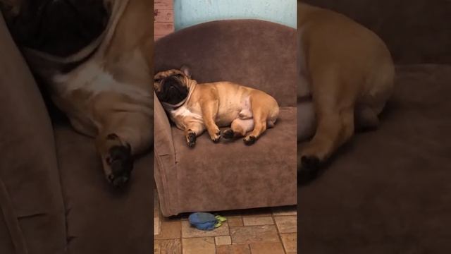 Мебель для животных смотреть онлайн