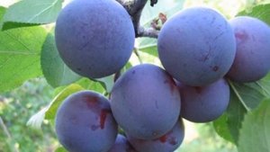 Выращивание Сливы на даче как бизнес идея