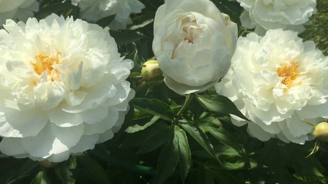 Пион петит порцелайн фото и описание Petit Porcelain peony Петит Порселейн пион - смотреть видео онлайн от "Модные ак