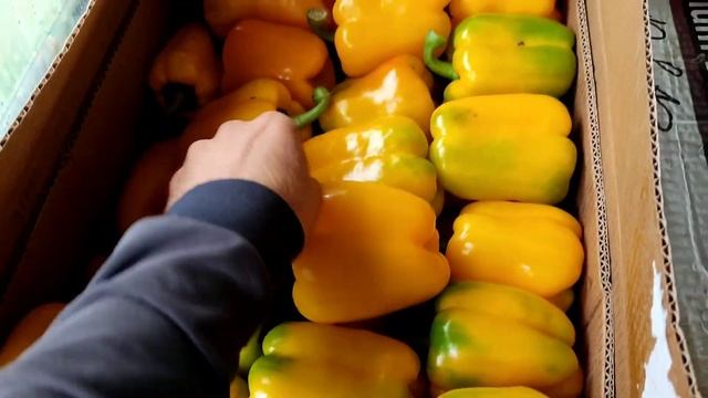 Сладкий перец в Октябре! Большой урожай перцев