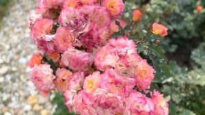 Розы и компаньоны к ним 27.07.2022