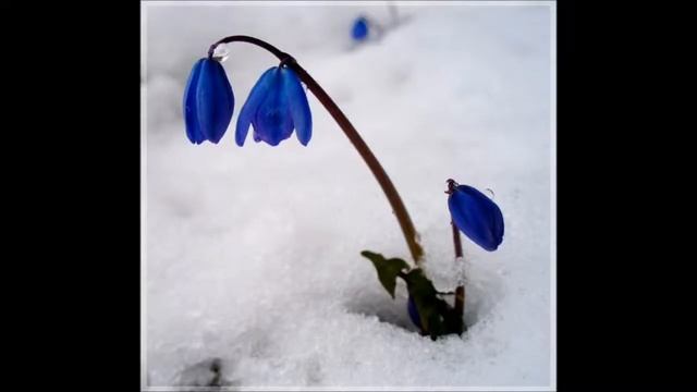 ПОДСНЕЖНИК / Зинаида Александрова смотреть онлайн