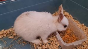 Карликовый кролик декоративный // Купили кролика,второй день // Первые трудности