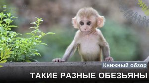 Книжный обзор "Такие разные обезьяны"