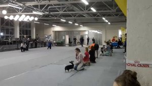 Выставка Невский Бриз! Бэст бейби.другой ракурс