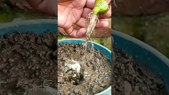 ?+?= Now I understand why they are called eggplants смотреть онлайн