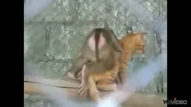 фото приколы про животных смотреть онлайн