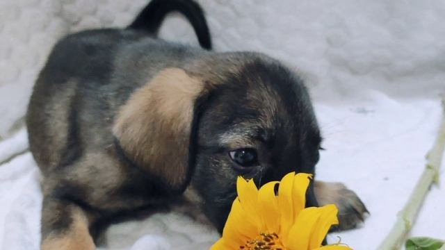 Кондитерка