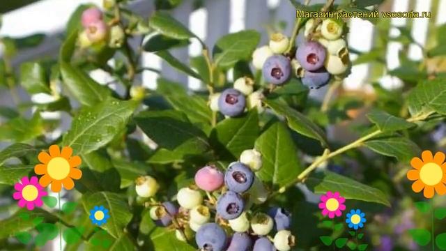 Голубика высокорослая Чиппева. Краткий обзор, описание характеристик vaccinium Chippewa