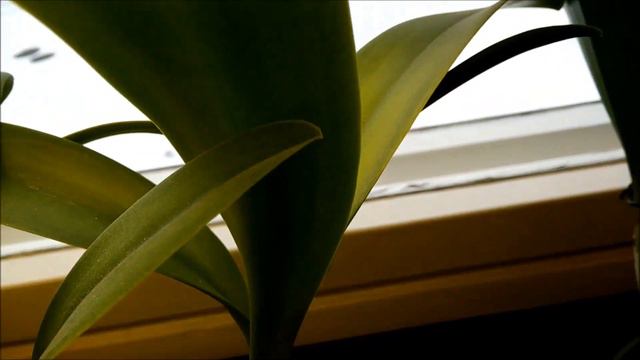 Not a Little Hazel, and other orchids starting to bloom смотреть онлайн