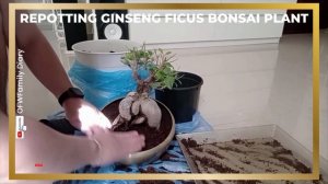 How to Repot Bonsai Plant I Ginseng Ficus Plant I #repotting #bonsai #plants