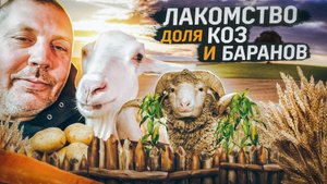 Морковь на корм скоту. Побывал в гостях у Елены. "Мое Подворье"