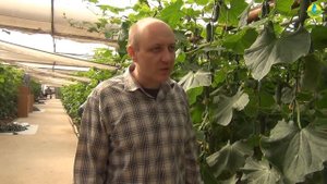 Как температурой в теплице можно управлять ростом и урожаем огурцов? (01-10-2018)