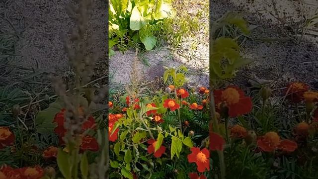 Колибри в Украине. Бабочка-колибри. Бабочка бражник. Бабочка языкан