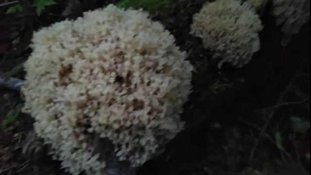 Грибы - Рамария коралловая похожа на артомицес крыночковидный, " коралловые грибы"