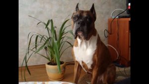 Собака породы Боксер - любимчик всей семьи https://surfe.be/9EU