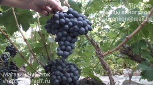 Виноград неукрывной, столовый Смакота (селекция Бачинского ) Пузенко Н.Л.