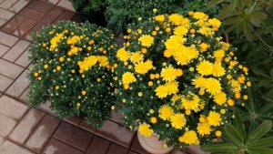 Обзор сортов хризантем мультифлора. Часть 1