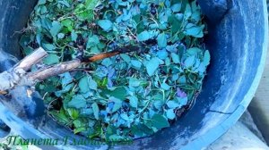 Гладиолусы в миг пойдут в рост! Просто полейте этим всходы