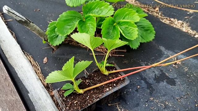 Очень ПРОСТОЙ и БЫСТРЫЙ способ прикоренения усов клубники. 🍓👍💯