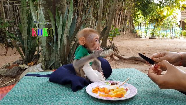 Update Poor Baby Koko! Poorest Koko Very Smart Holding Fruit Chopsticks To Eating Himself смотреть онлайн