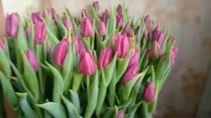 Выгонка тюльпанов 2021. Обзор сорта Laptop.