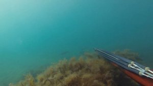 День кефали. Подводная охота с арбалетом.