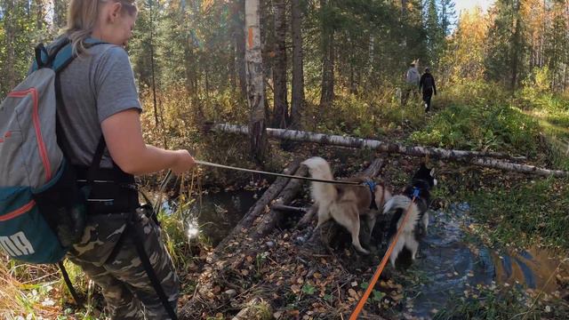 БЫЛО СТРАШНО | ИДЕМ В ОБХОД МЕДВЕДЯ | ДОГТРЕКИНГ В НАЦИОНАЛЬНОМ ПАРКЕ ЗЮРАТКУЛЬ смотреть онлайн