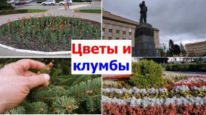240422 и 230919 Цветы тюльпаны красивая клумба бархатцы петунии памятник Ленину площадь город Орёл