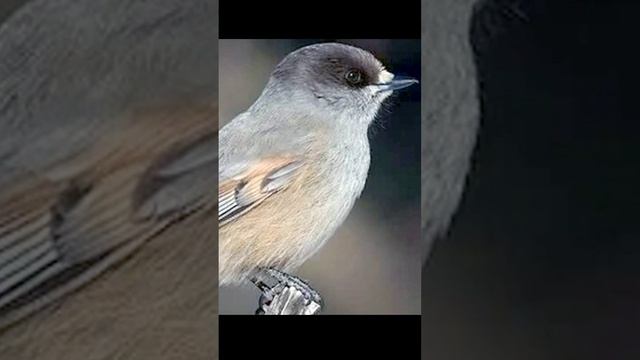 Голоса птиц Как поёт Кукша