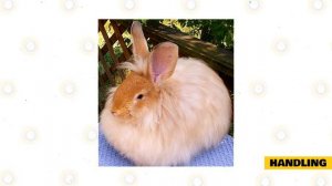 French Angora Rabbit 101: Part 1