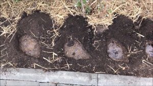 Ратибида: посадка в открытый грунт и уход.