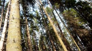 Лес в лучах солнца!