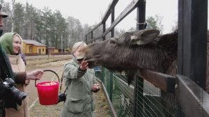 ЛОСИНЫЙ ОСТРОВ