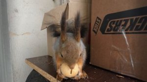 Будни белки. Белка грызет грецкий орех, бегает в колесе, купается в снегу.