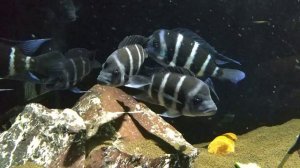 Цифотиляпия фронтоза. Cyphotilapia frontosa