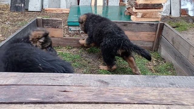Немецкие овчарки 2 месяца❤️ смотреть онлайн