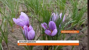 Шафран посадочный материал и специя