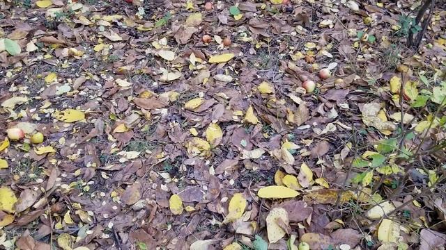 Осеннее утро Богатейшего Грузина +Наводчик в Деле. смотреть онлайн