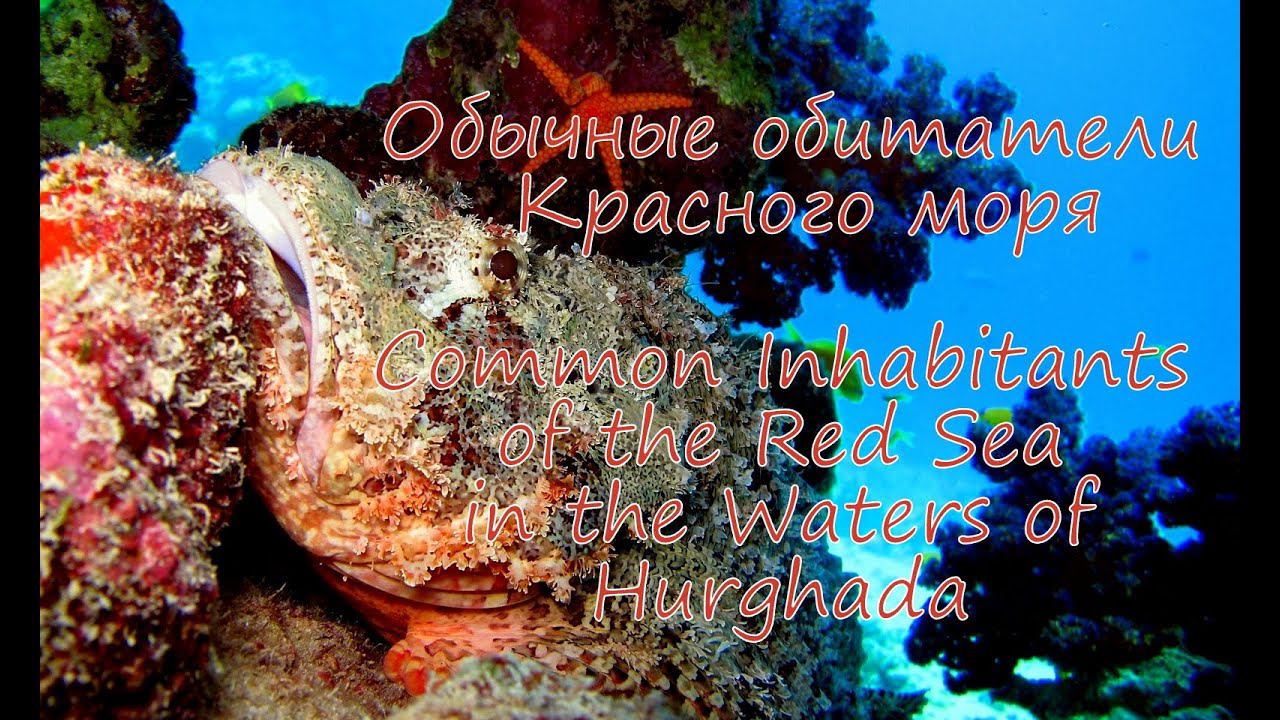 Обычные обитатели Красного моря