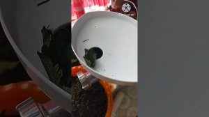 Как собирать и сушить крапиву легко.