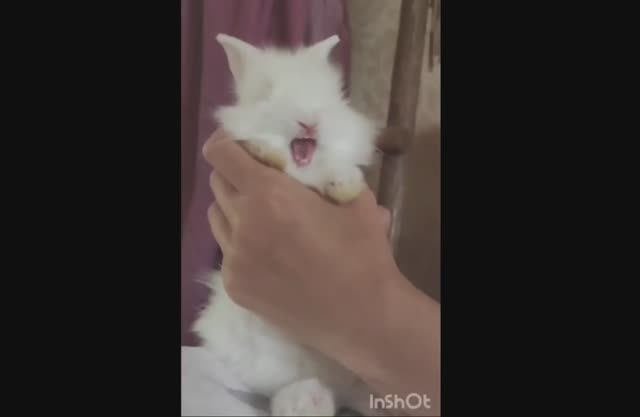 Белые карликовые кролики