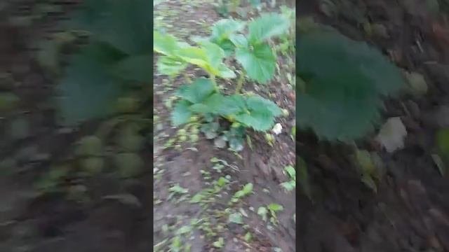 Размножение клубники весной