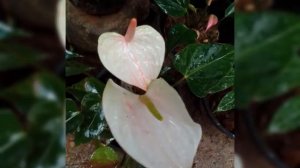 lassana anthurium