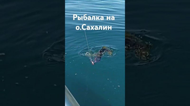 рыбалка на Сахалине с лодки в Охотском море #сахтерра #fishing #сахалин #рыбалка