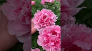 Пион Bess Bockstoce