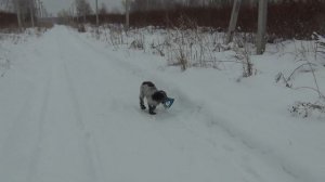 РУССКИЙ ОХОТНИЧИЙ СПАНИЕЛЬ.