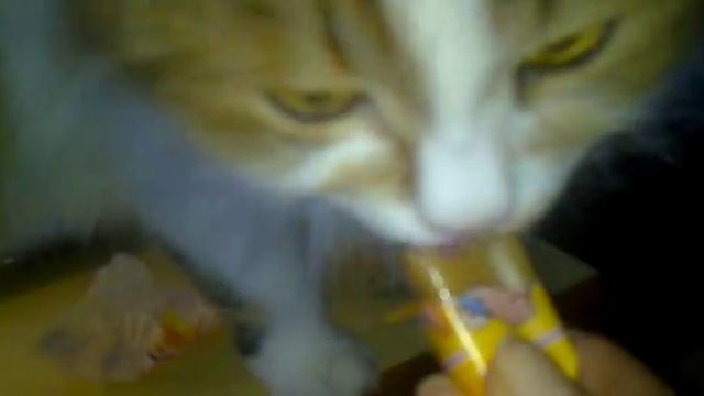 Кисюлик ест конфету "Коровка" смотреть онлайн